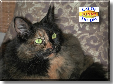 Bunny, the Cat of the Day