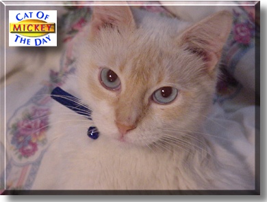 Mickey, the Cat of the Day