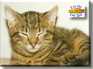 Oliwer, the Cat of the Day