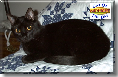 Midnight, the Cat of the Day