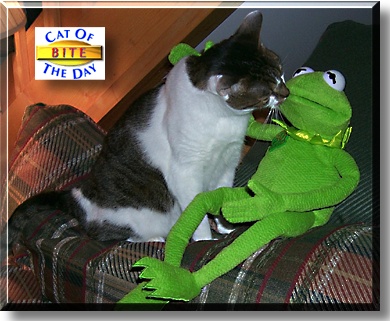 Bite, the Cat of the Day