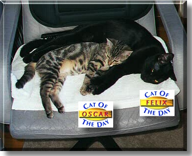 Felix and Oscar, the Cats of the Day