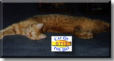 Otis, the Cat of the Day