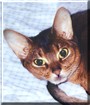 Abby