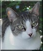 Mr. Cat