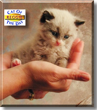 Reggie, the Cat of the Day
