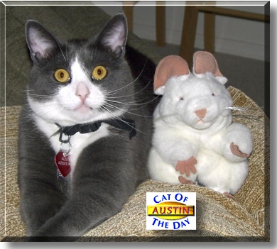 Austin, the Cat of the Day