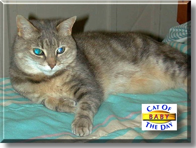 Baby, the Cat of the Day