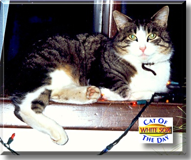 White Sox, the Cat of the Day