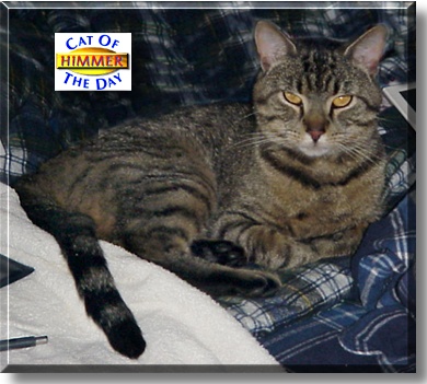 Himmer, the Cat of the Day
