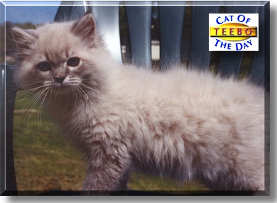 Teebo, the Cat of the Day