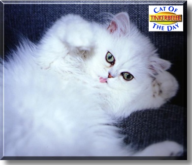 Tinkerbelle, the Cat of the Day