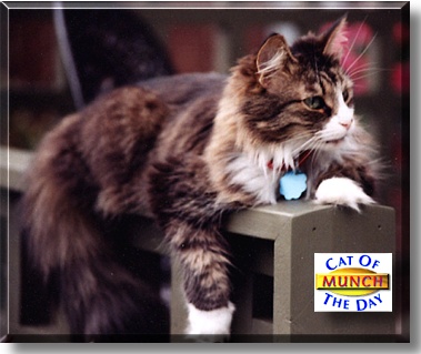 Munch, the Cat of the Day