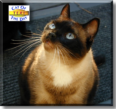 Texi, the Cat of the Day