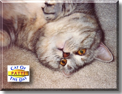 Patti, the Cat of the Day