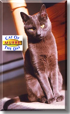 Murre, the Cat of the Day