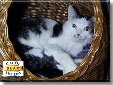 Bear, the Cat of the Day