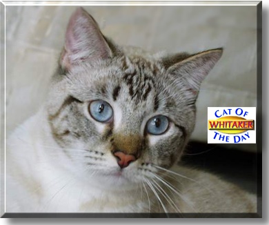 Whitaker, the Cat of the Day