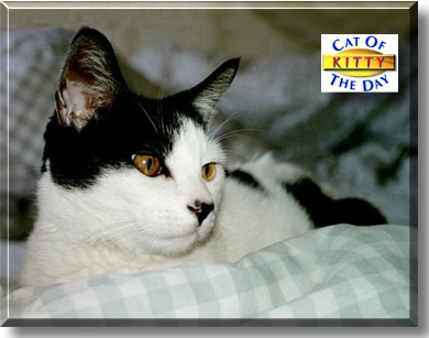 Kitty, the Cat of the Day