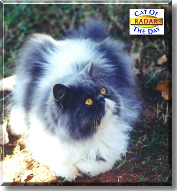 Radar, the Cat of the Day