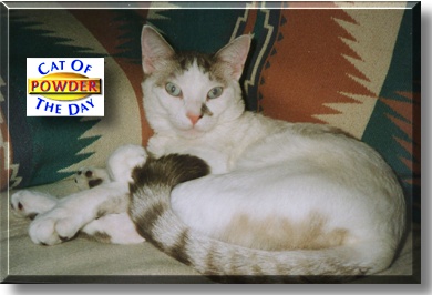 Powder, the Cat of the Day