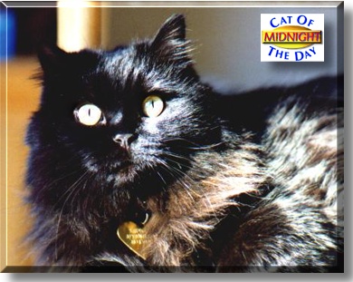 Midnight, the Cat of the Day