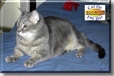 BooBoo, the Cat of the Day