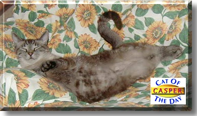 Casper, the Cat of the Day