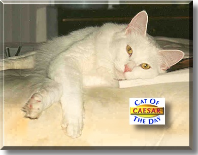Caesar, the Cat of the Day