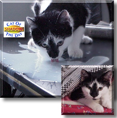Shadow, the Cat of the Day