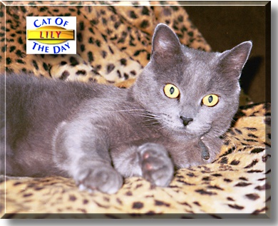 Lily, the Cat of the Day