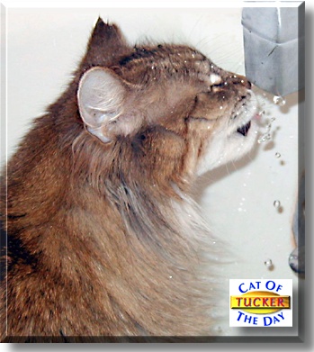 Tucker, the Cat of the Day