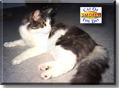 Smokey, the Cat of the Day