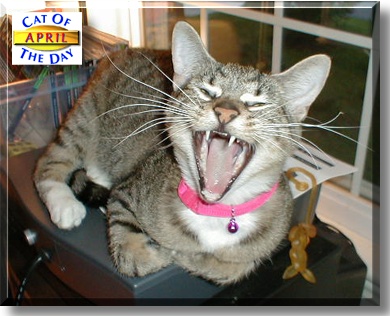 April, the Cat of the Day