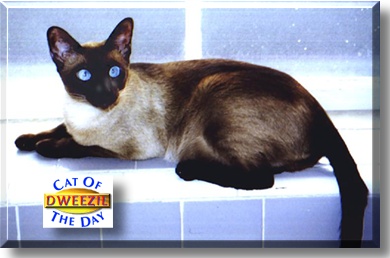 Dweezil, the Cat of the Day