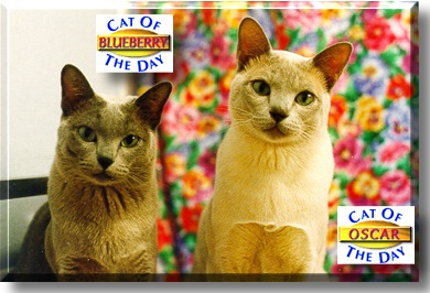 Blueberry and Oscar, the Cats of the Day
