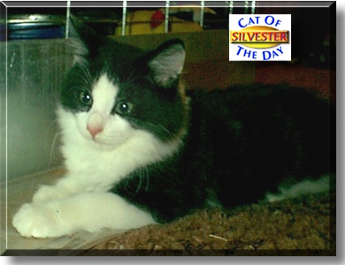 Silvester, the Cat of the Day