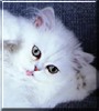 Tinkerbelle