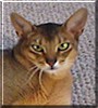 Cougaran