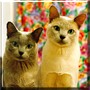 Blueberry, Oscar