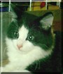 Silvester