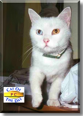 PC, the Cat of the Day