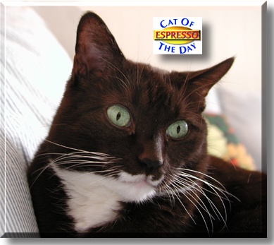 Espresso, the Cat of the Day