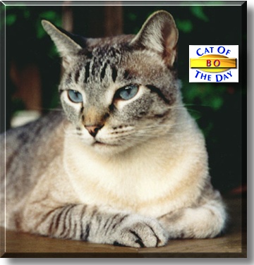 Bo, the Cat of the Day