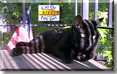 Rikki, the Cat of the Day