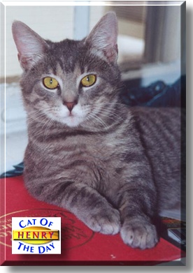 Henry, the Cat of the Day