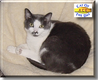 Ace, the Cat of the Day
