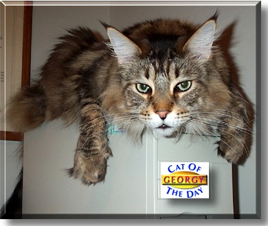 Georgy, the Cat of the Day