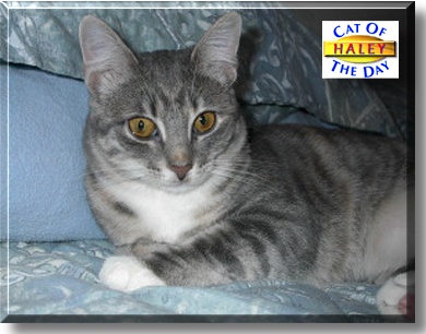 Haley, the Cat of the Day