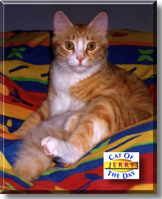 Jerry, the Cat of the Day
